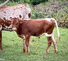 Hangin On 2 U X Her Trust Stands Out Bull Calf