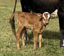 Dusty x Empress Bull Calf