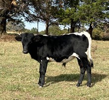 Dixon X Auzzie Bull Calf